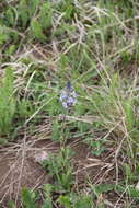 Image of Veronica gentianoides Vahl