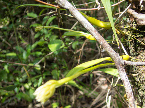 Image of Pom-pom Orchid