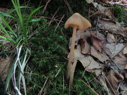 Imagem de Entoloma strictius (Peck) Sacc. 1887