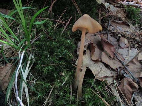 Imagem de Entoloma strictius (Peck) Sacc. 1887