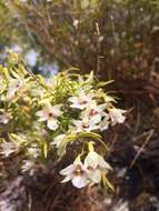 Image de Dendrobium cunninghamii Lindl.