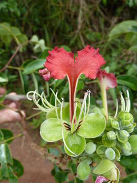 Plancia ëd Afzelieae