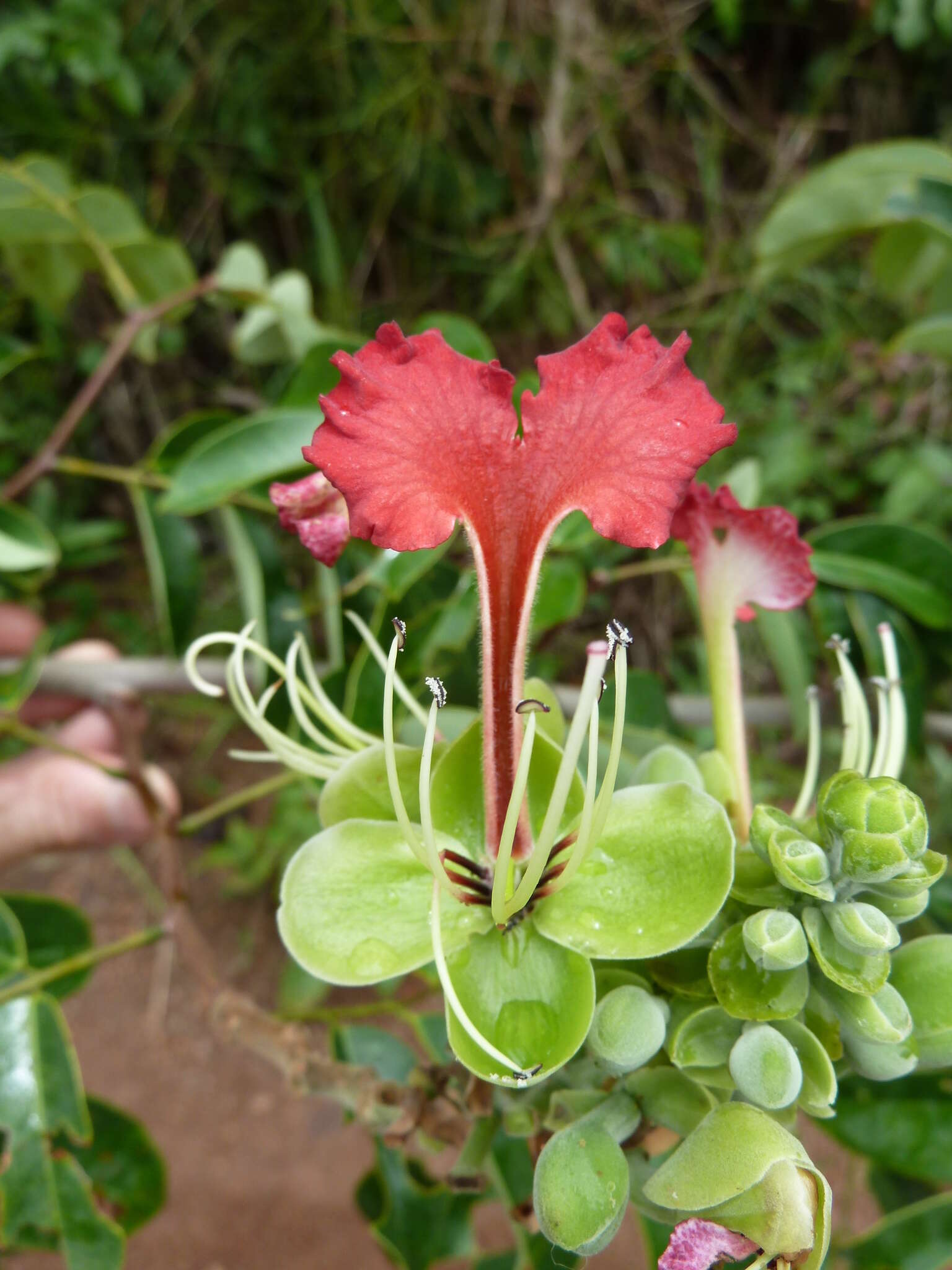 Plancia ëd <i>Afzelia parviflora</i>