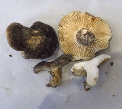 Image of Lactifluus sepiaceus (McNabb) Stubbe 2012