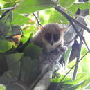 Image of Claire's Mouse Lemur