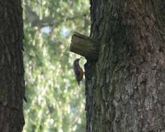 Image of Eurasian Nuthatch