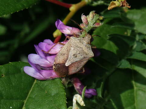 Euschistus (Euschistus) servus euschistoides (Vollenhoven 1868) resmi