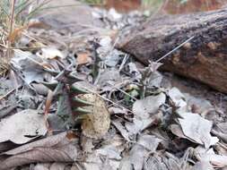 Ceropegia keithii subsp. carnosa (Stent) Bruyns的圖片