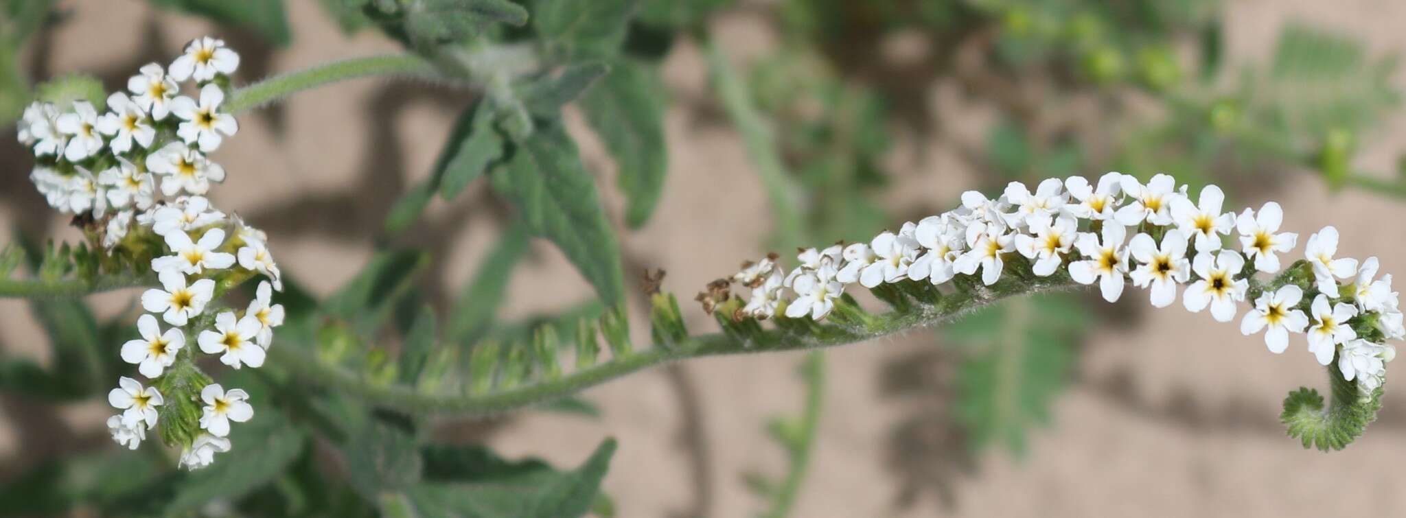 Image of Common veld heliotrope