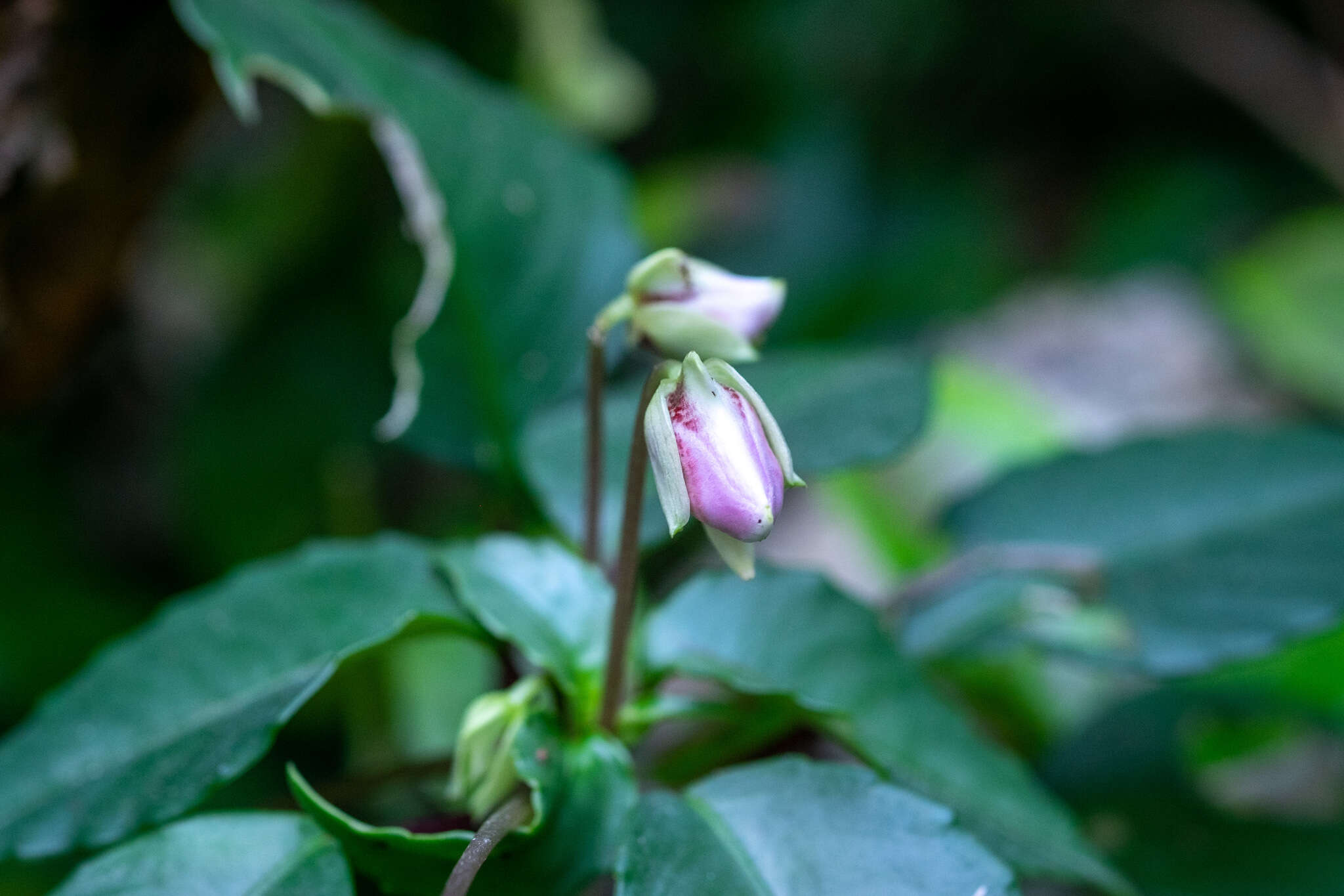 Imagem de Impatiens bonii Hook. fil.