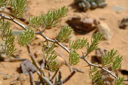 Image of Asparagus graniticus (Oberm.) Fellingham & N. L. Mey.