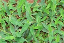 Image of Carpet Grass