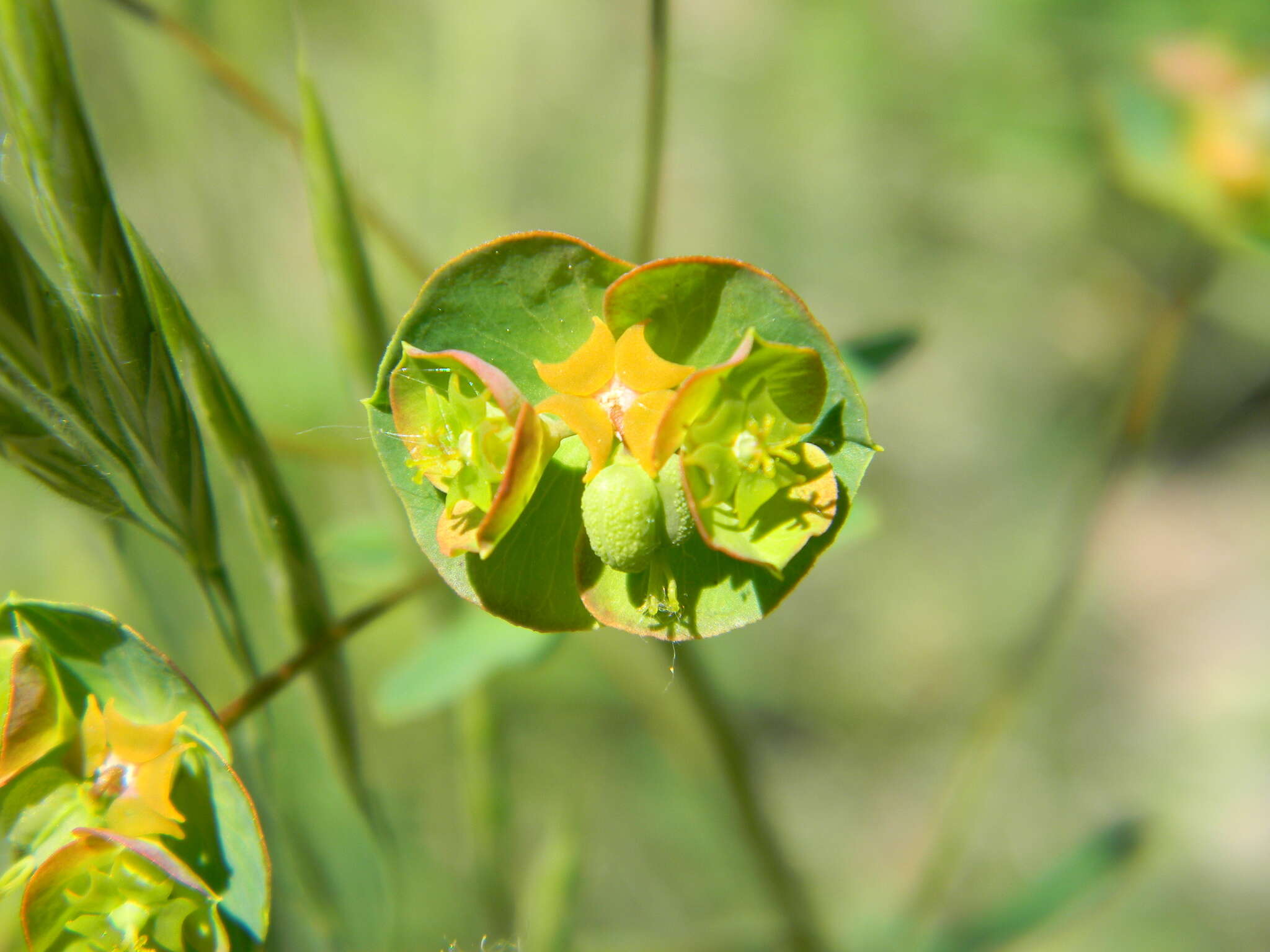 Слика од Euphorbia microcarpa (Prokh.) Krylov