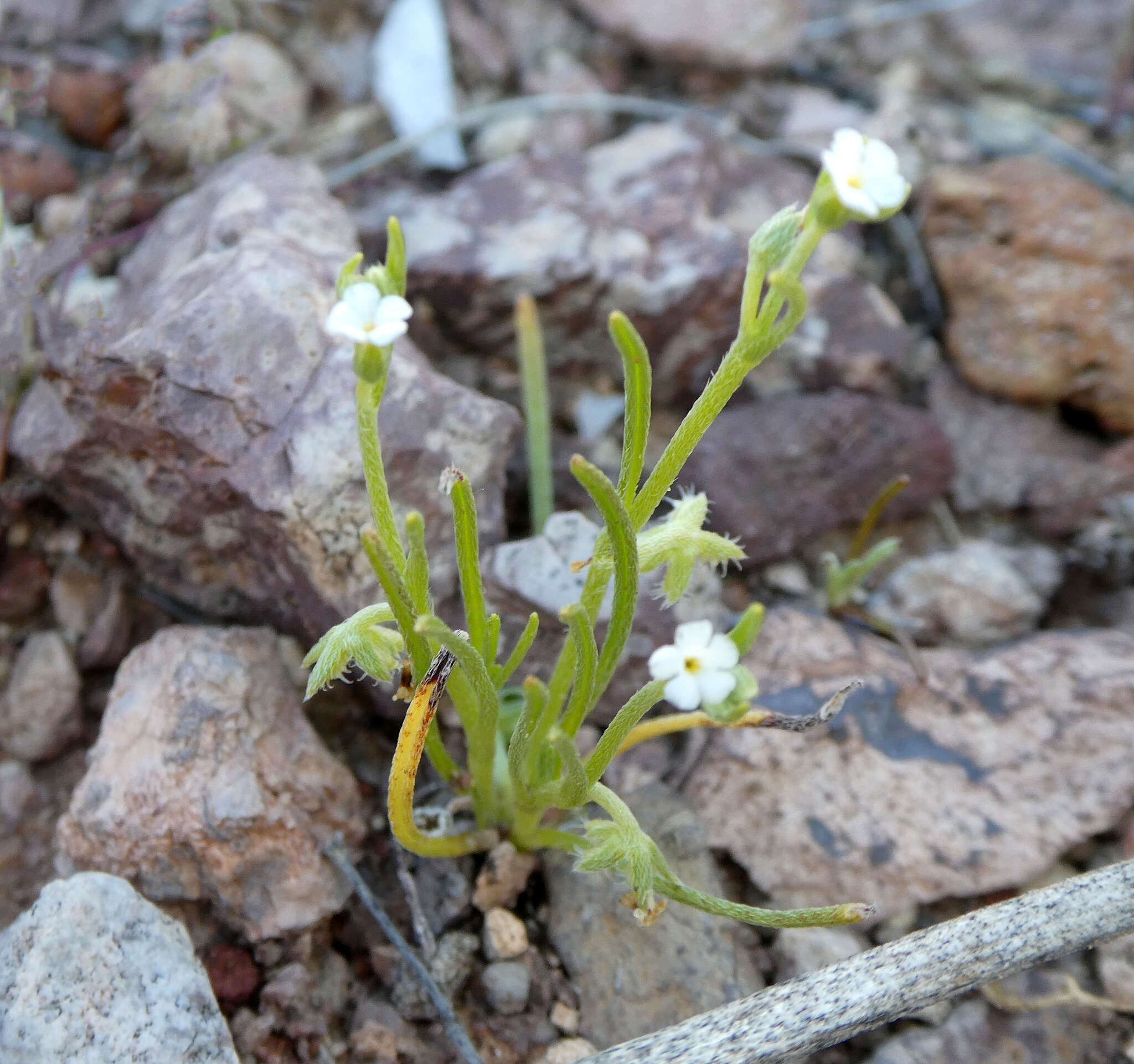 Image of broadfruit combseed