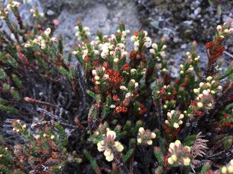 Imagem de Cassiope ericoides (Pall.) D. Don