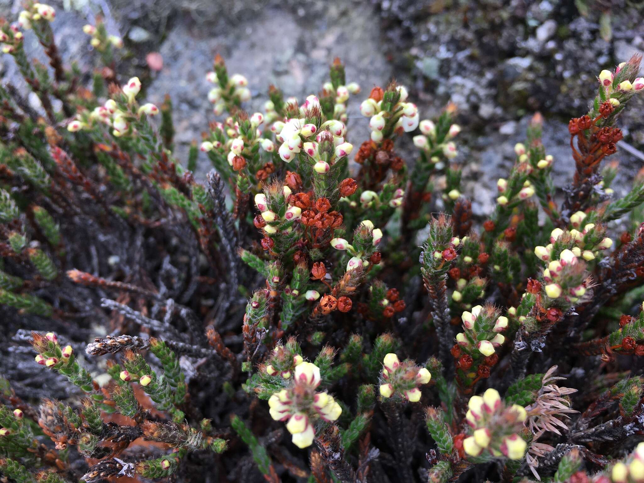 Imagem de Cassiope ericoides (Pall.) D. Don