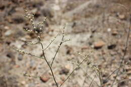 Image of Eriogonum exaltatum M. E. Jones