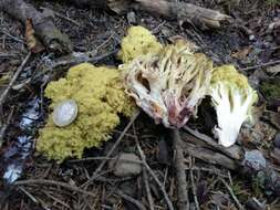 Image of Ramaria sanguinea (Pers.) Quél. 1888