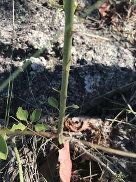 Image of Capparis canescens Banks ex DC.