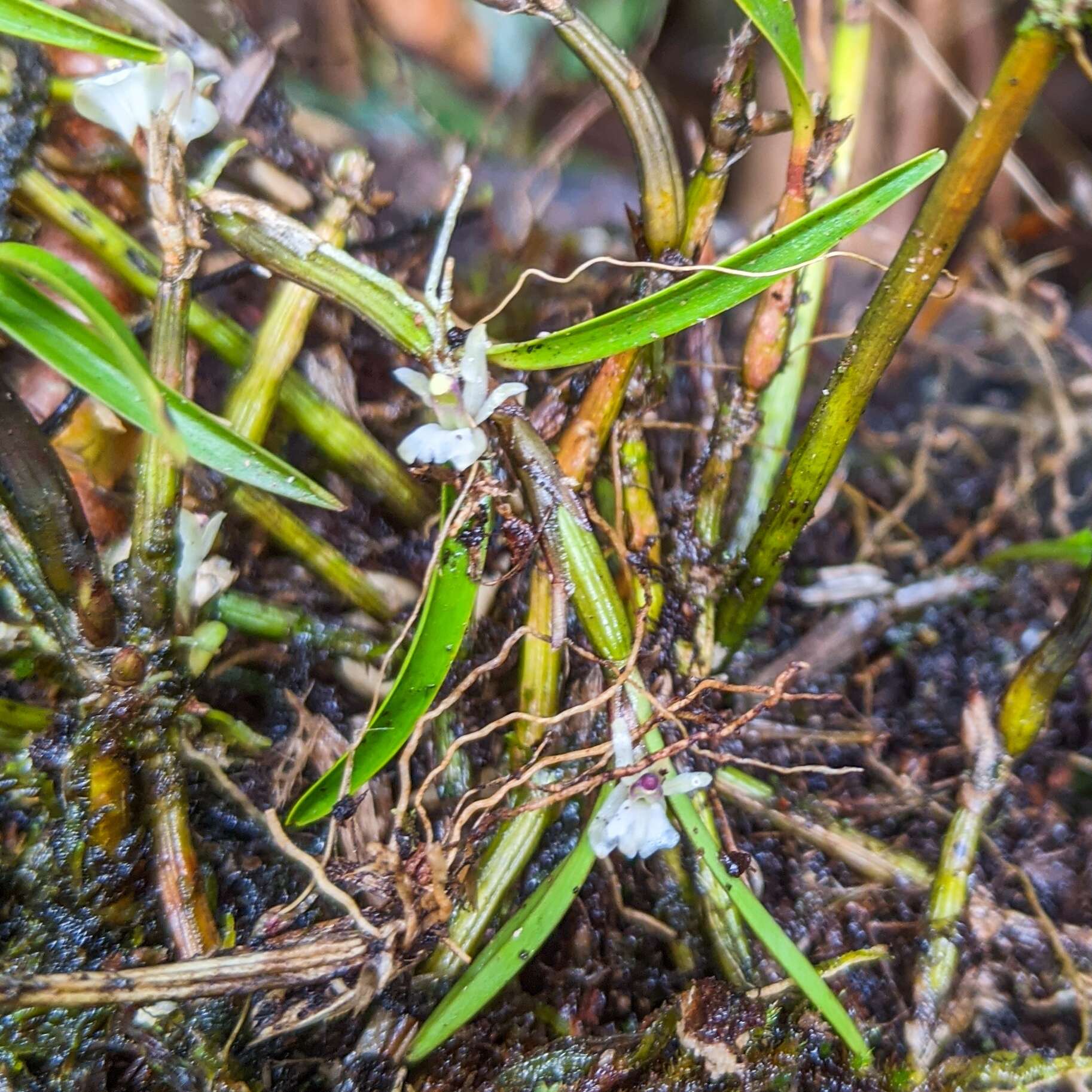 Image of Scaphyglottis prolifera (R. Br.) Cogn.