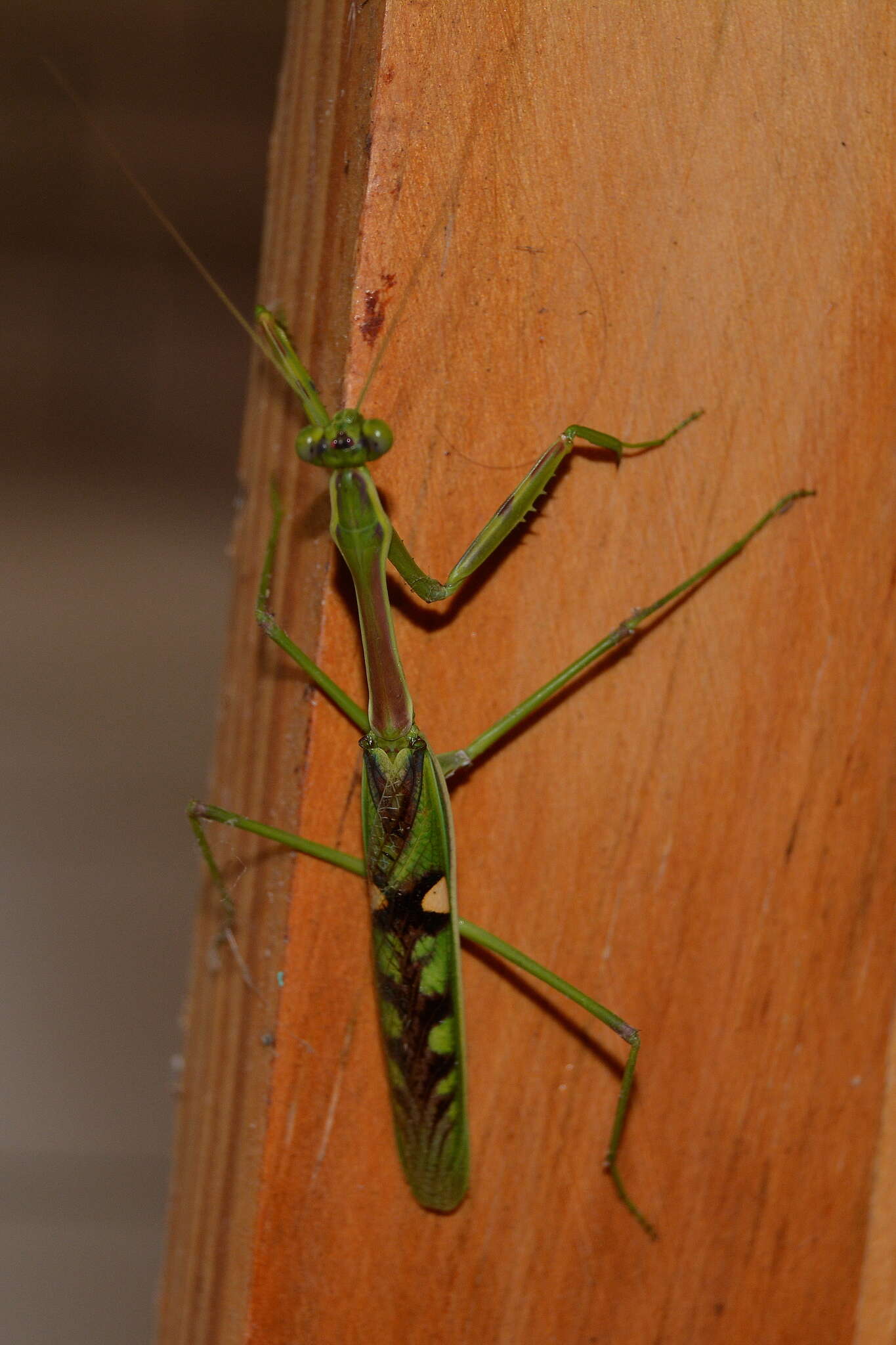 Image of African praying mantis