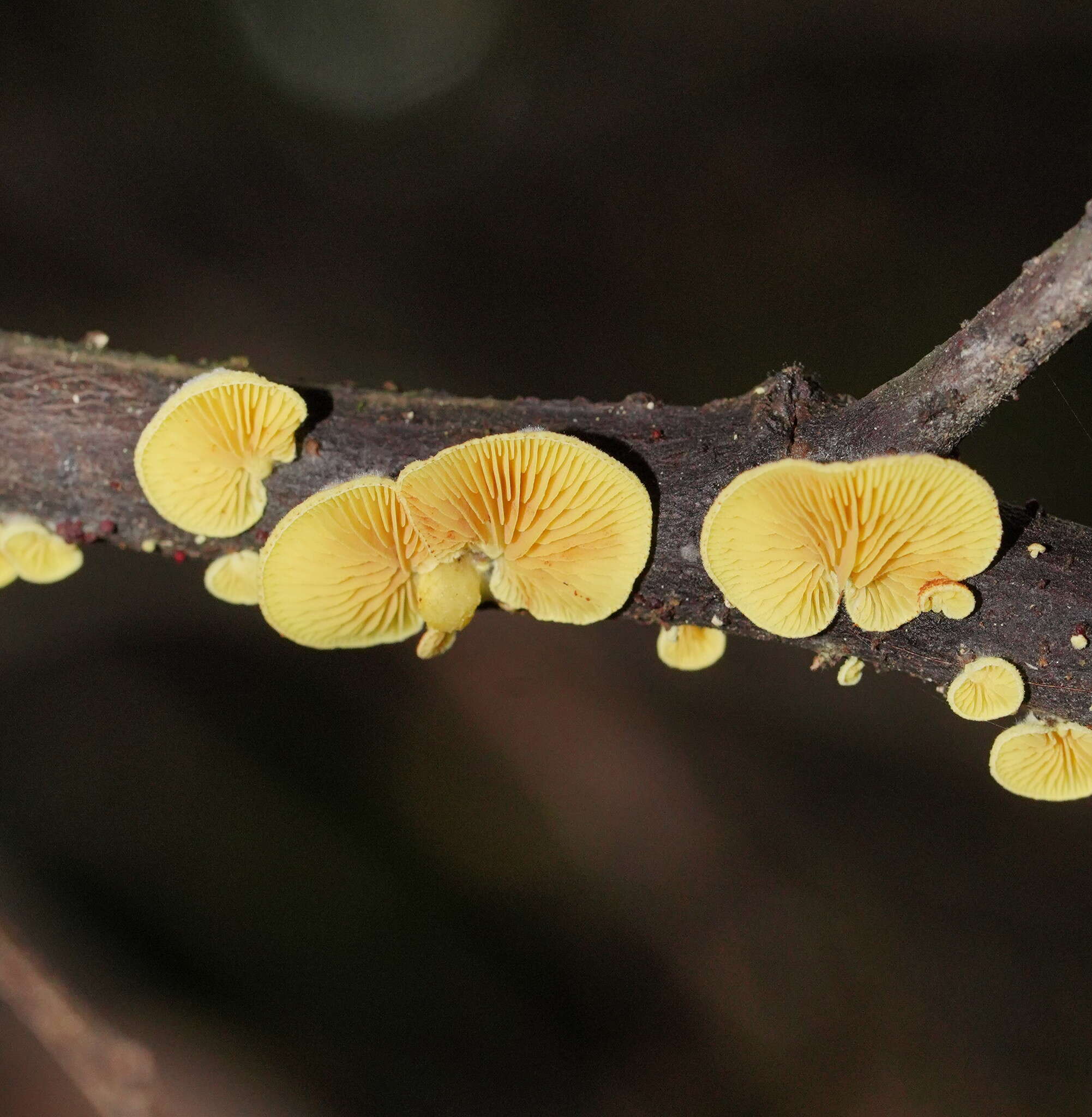 Image of Crepidotus stromaticus (Cooke & Massee) Sacc. 1887