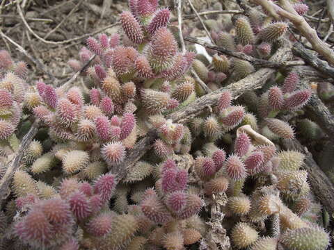 Image of Delosperma echinatum (Lam.) Schwant.