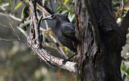 Imagem de Strepera versicolor arguta Gould 1846