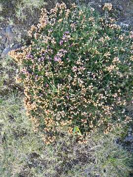 Image of Bell Heather