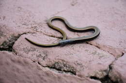 Image of Peloponnese slow worm