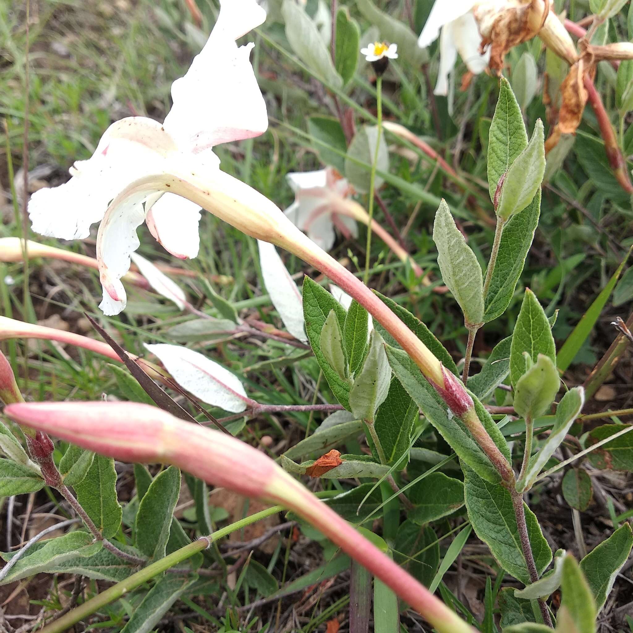 Plancia ëd Mandevilla oaxacensis (Henrickson) L. O. Alvarado & J. F. Morales