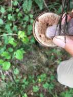 Image of Tylopilus plumbeoviolaceus (Snell & E. A. Dick) Snell & E. A. Dick 1941