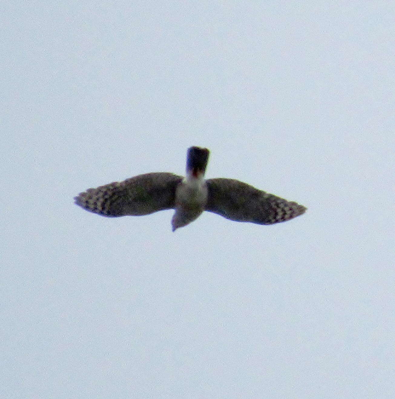 Accipiter tachiro sparsimfasciatus (Reichenow 1895)的圖片