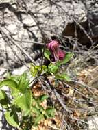 صورة Clematis pitcheri var. dictyota (Greene) Dennis