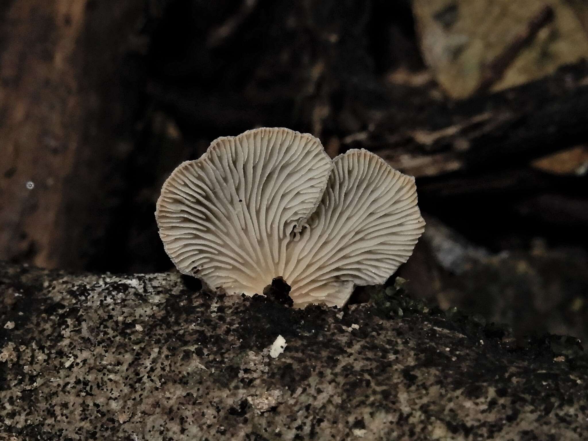 Image of Hohenbuehelia brunnea G. Stev. 1964