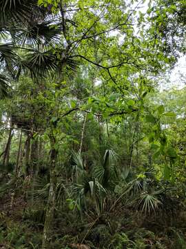 Image of Swamp Tupelo