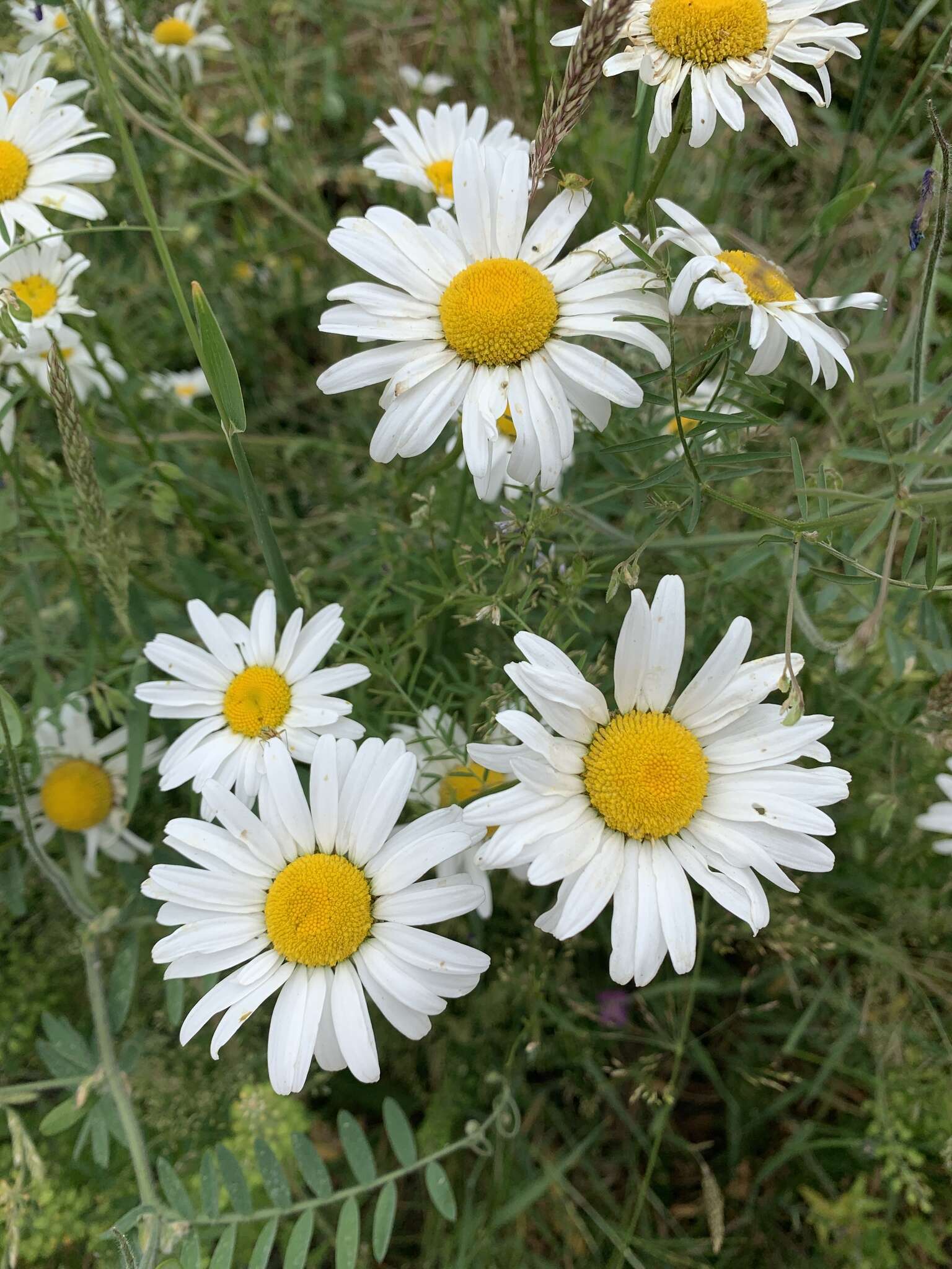 Слика од Leucanthemum maximum (Ramond) DC.