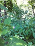 Image of common burdock