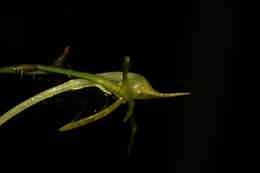 صورة Angraecum rhynchoglossum Schltr.