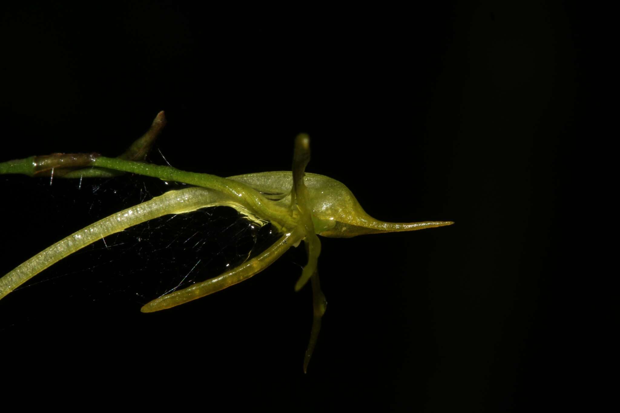 صورة Angraecum rhynchoglossum Schltr.