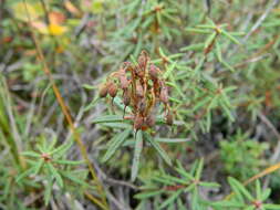 Imagem de Rhododendron tomentosum subsp. decumbens (Aiton) Elven & D. F. Murray