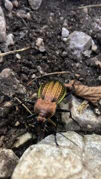 Image of <i>Carabus cancellatus emarginatus</i>