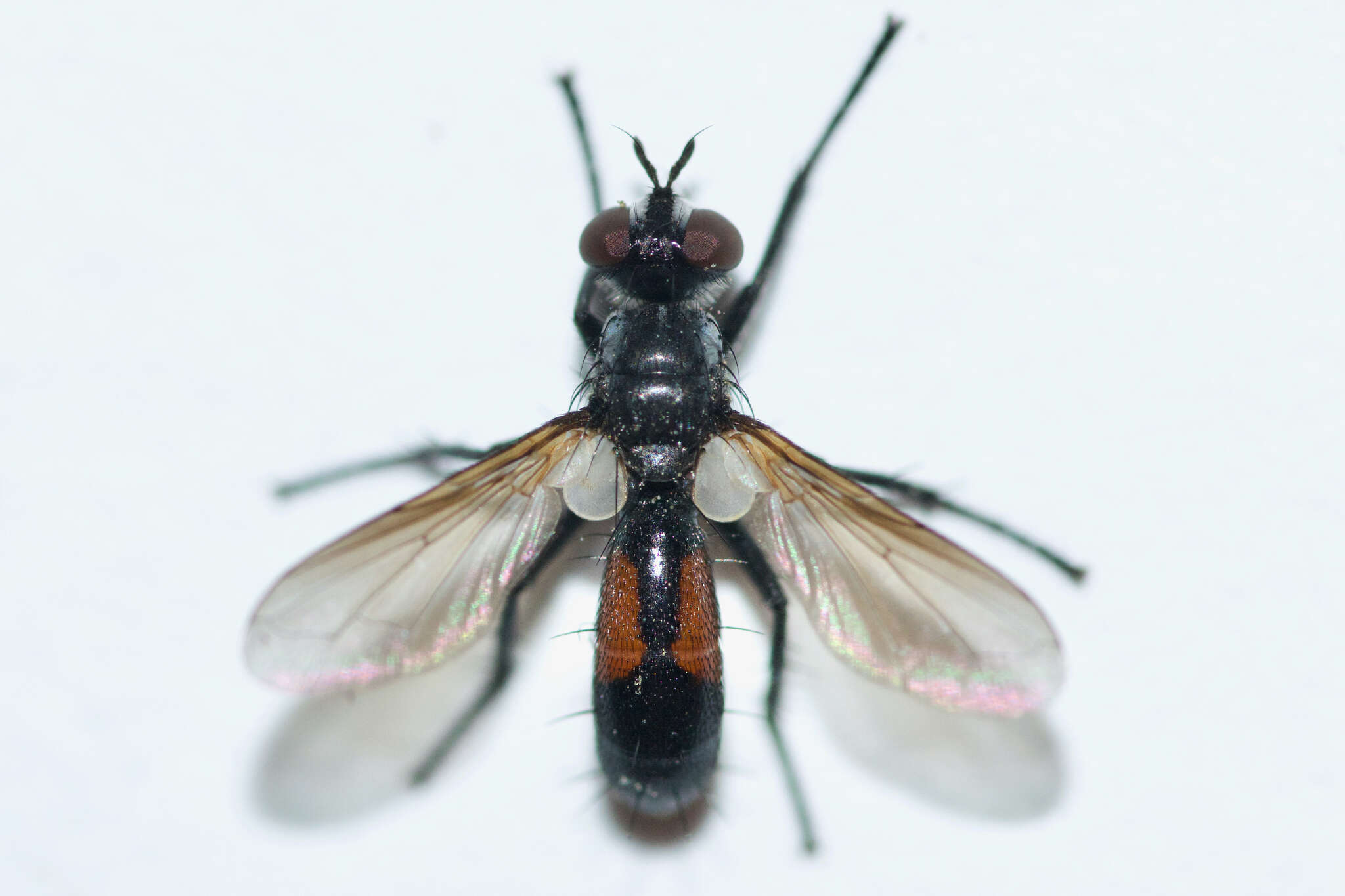 Image of Cylindromyia interrupta (Meigen 1824)