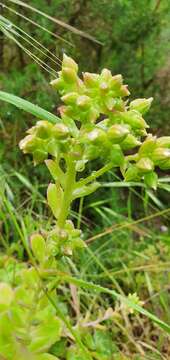 Image de Aeonium haworthii Salm-Dyck ex Webb & Berth.