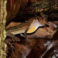 Image of Anolis apletophallus Köhler & Sunyer 2008