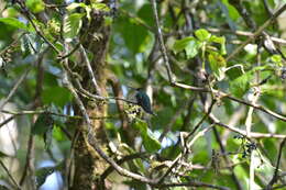 Image of Napo Sabrewing