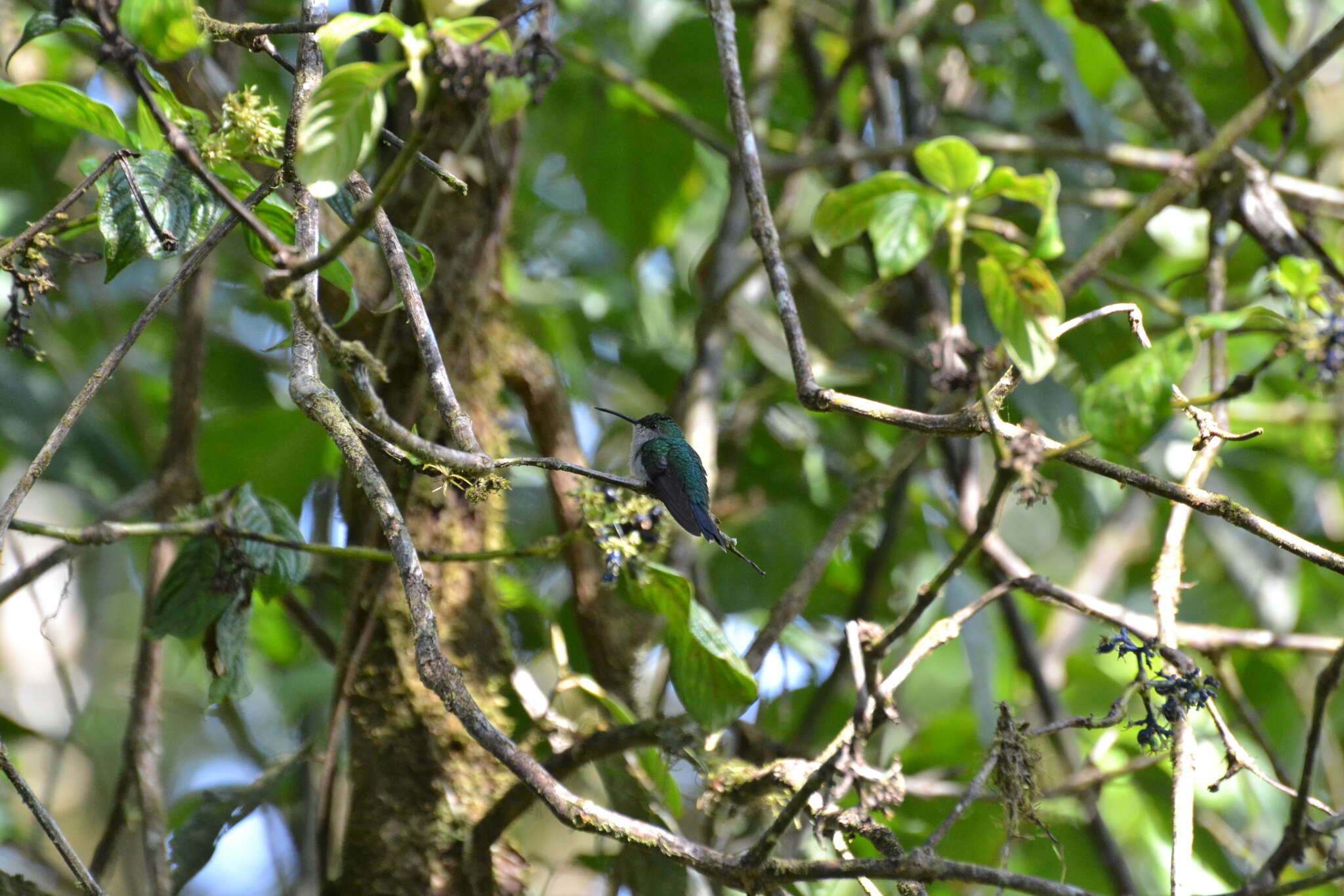 Imagem de Campylopterus villaviscensio (Bourcier 1851)