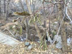 Image de Alnus oblongifolia Torr.