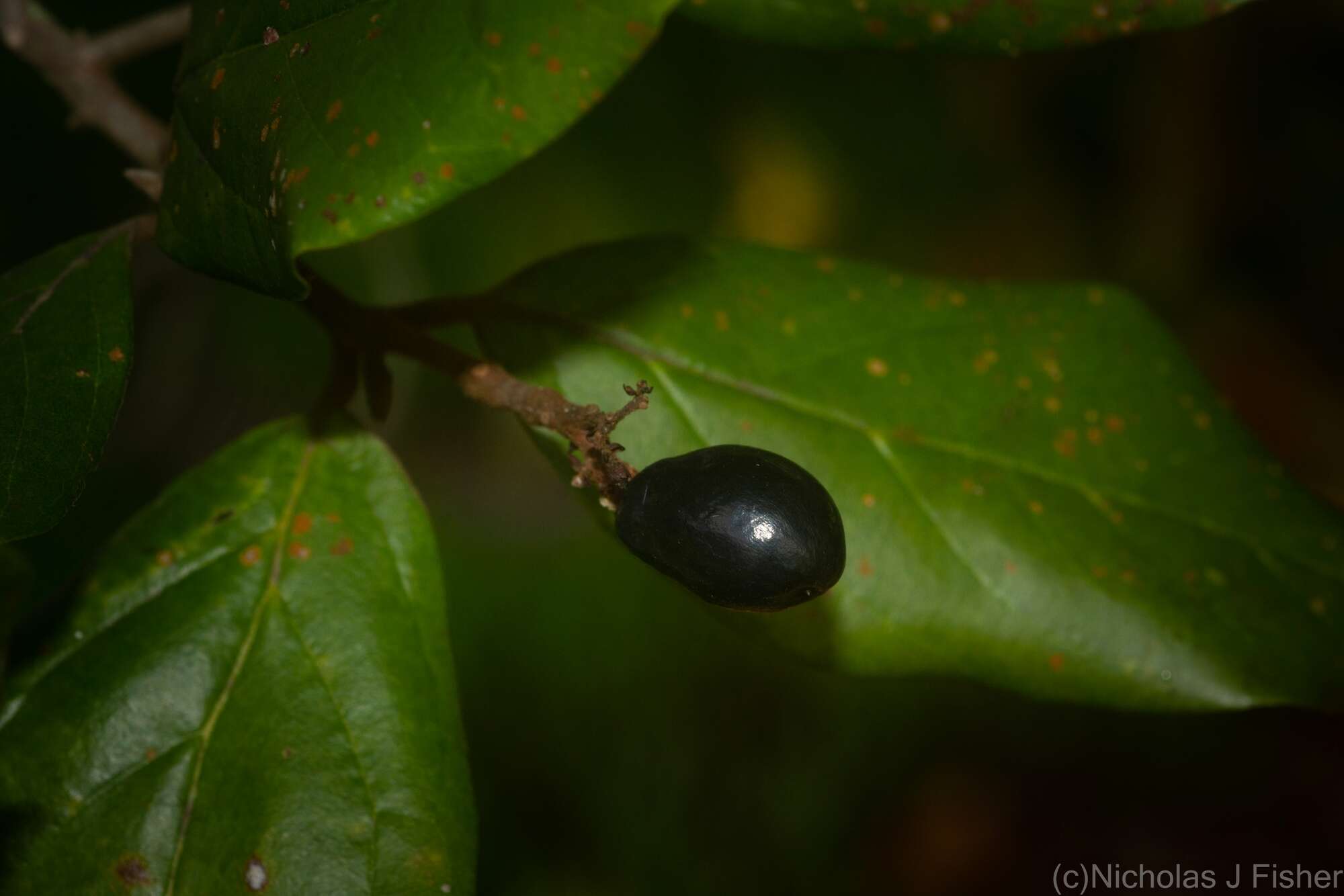 Image of Endiandra muelleri subsp. bracteata B. P. M. Hyland