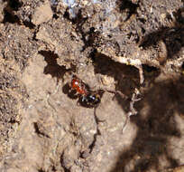 Image of <i>Camponotus ruber</i>